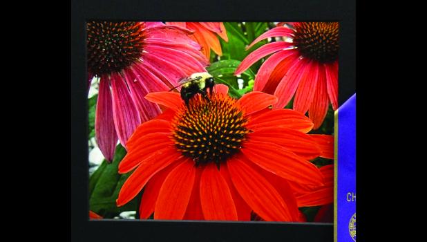 Vickie Grube's photo 'A Mother Nature Moment' earned the Champion Best of Show award.